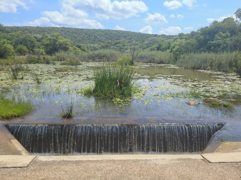 A scenic view of a natural pond featuring a concrete spillway and lush surrounding wetland vegetation.