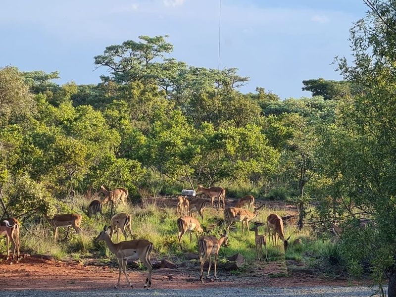 A scenic view of natural bushveld landscape featuring native trees, shrubs, and local wildlife on the residential property.