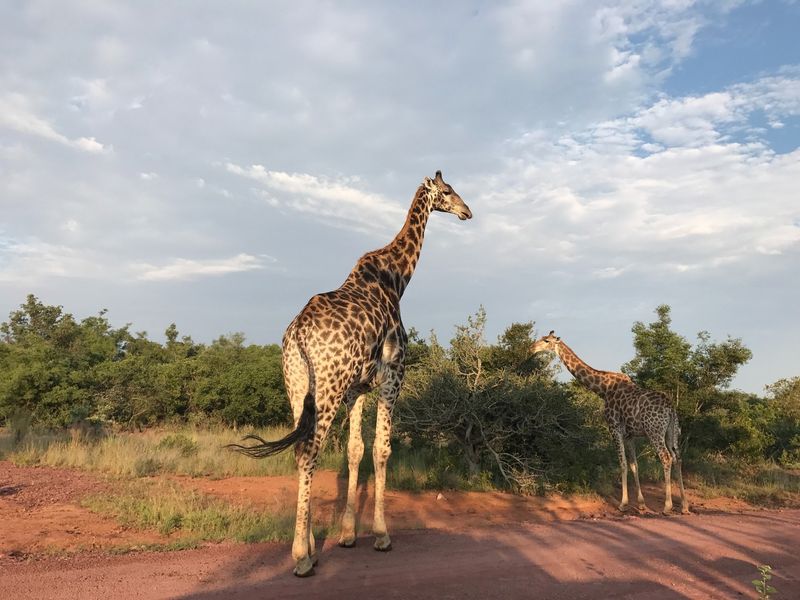 A view of giraffes in a natural, undeveloped landscape setting.