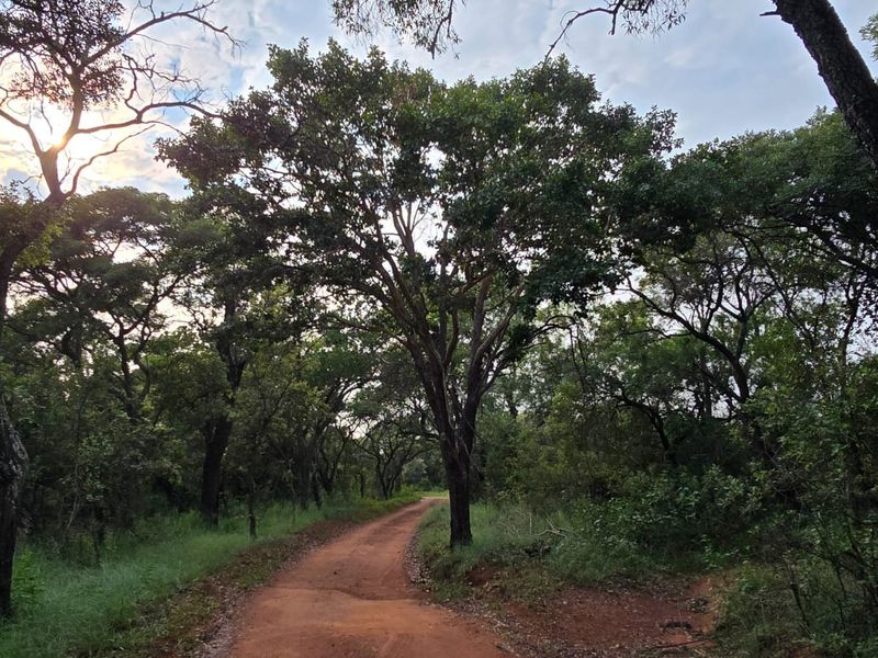 A scenic view of a dirt access road winding through a lush, wooded residential land plot with mature native trees.