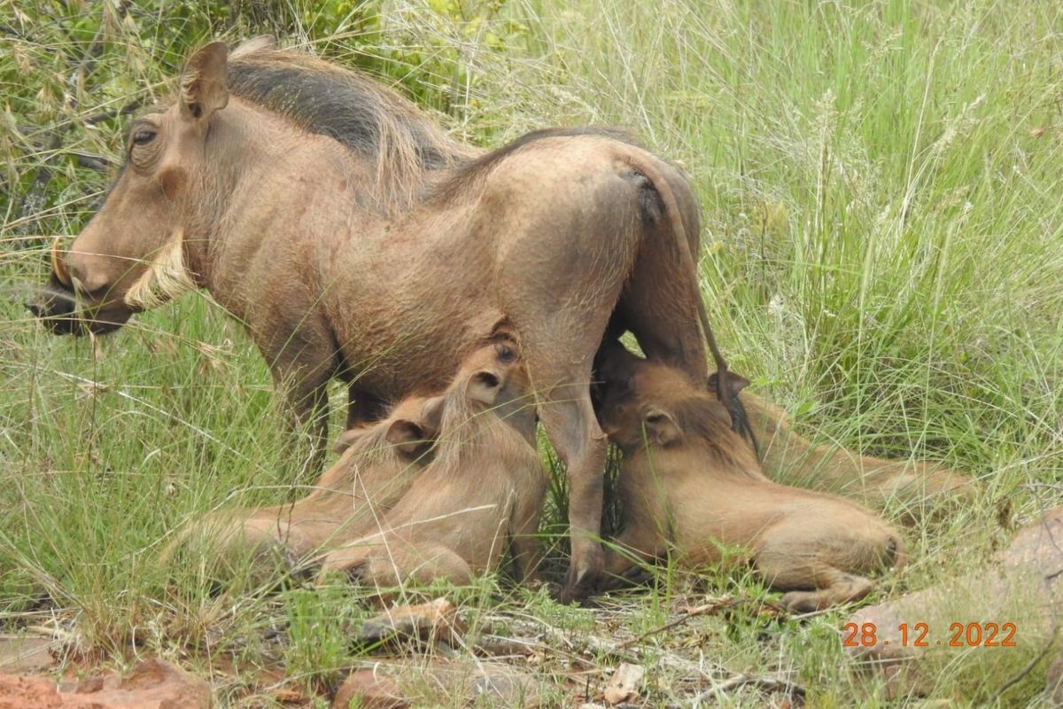 A photograph of wildlife on the property, which does not provide information regarding the residential land or infrastructure.