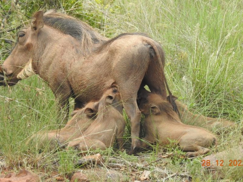 A photograph of wildlife on the property, which does not provide information regarding the residential land or infrastructure.