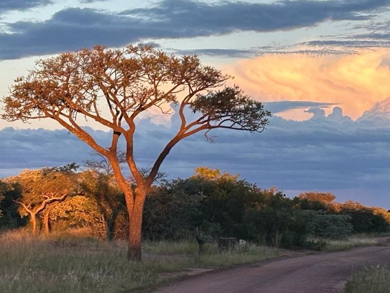A scenic view of the natural landscape featuring native trees and an unpaved road at sunset.