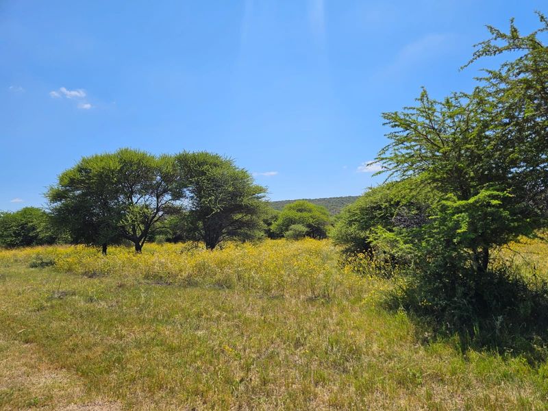 A scenic view of a vacant residential plot featuring natural vegetation, native trees, and a vibrant wildflower meadow under a clear blue sky.