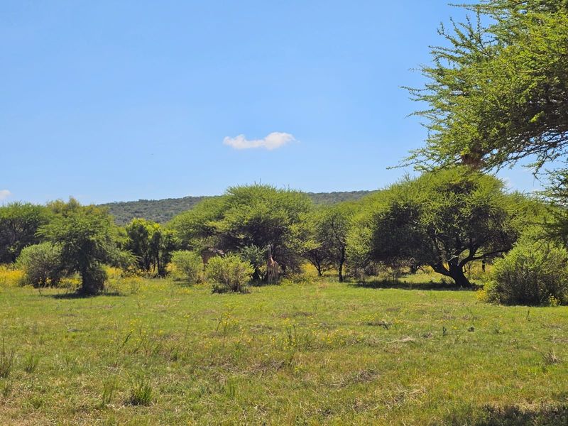 A scenic view of the natural, undeveloped landscape featuring native trees and open grassland on the property.