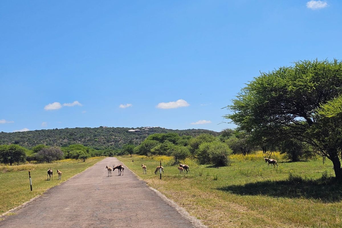 A view of a paved access road winding through a natural landscape with indigenous trees and wildlife.