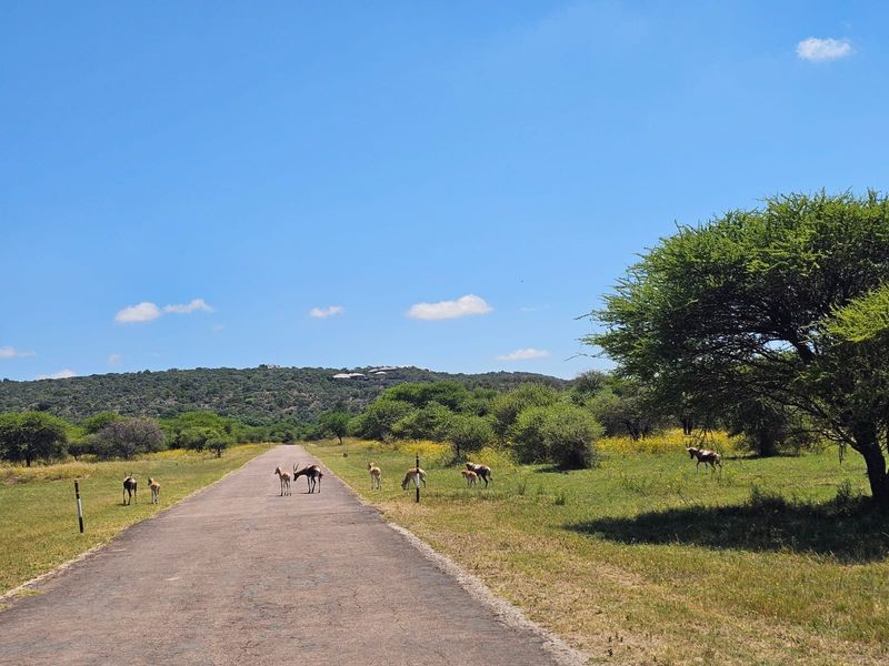 A view of a paved access road winding through a natural landscape with indigenous trees and wildlife.