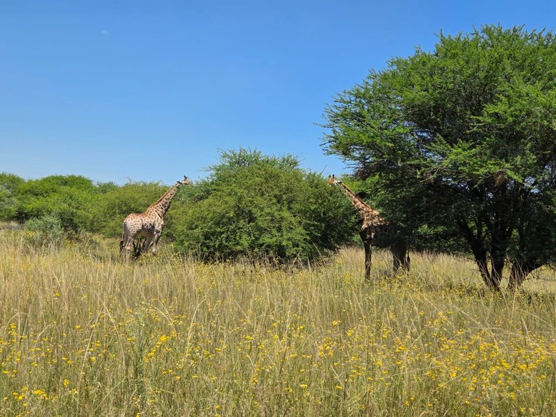 A view of the natural landscape featuring native trees and grassland on the vacant residential property.