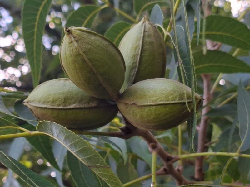 A close-up view of pecan nuts growing on a tree branch, showcasing the agricultural potential of the farm property.