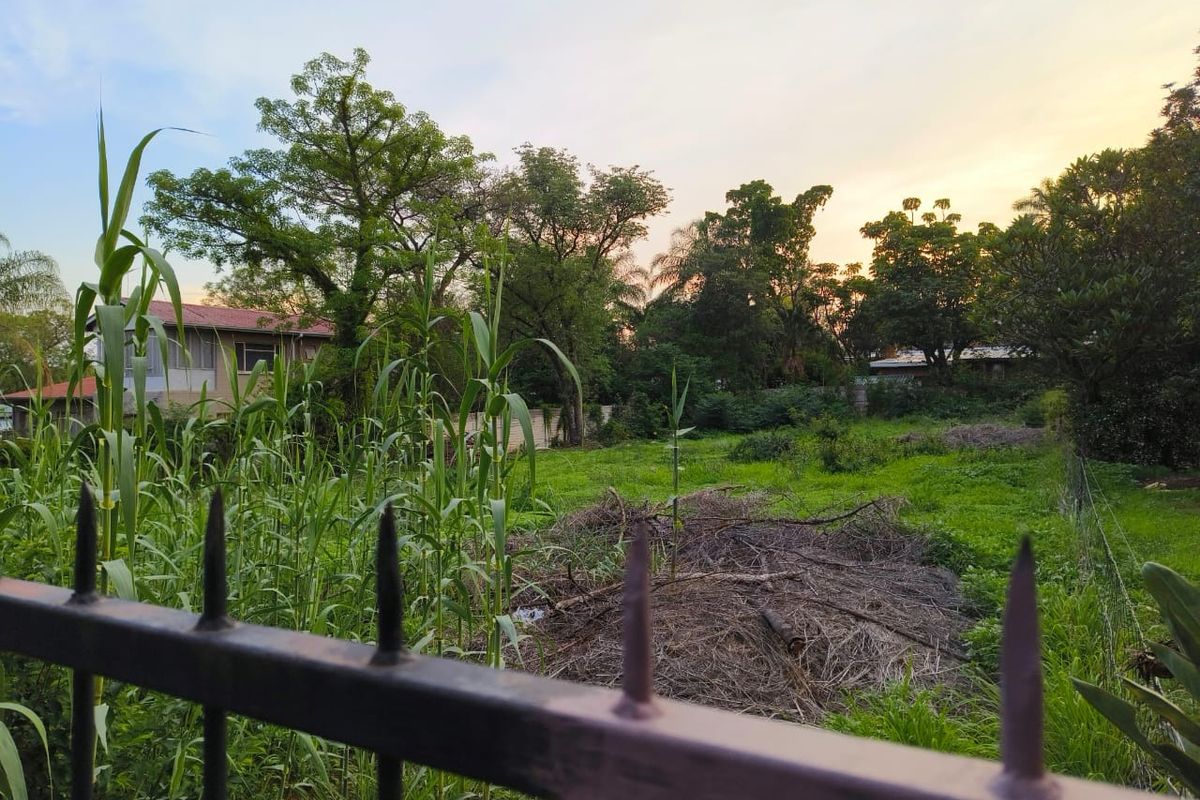 A view of a vacant residential plot featuring mature trees, overgrown vegetation, and a metal perimeter fence.