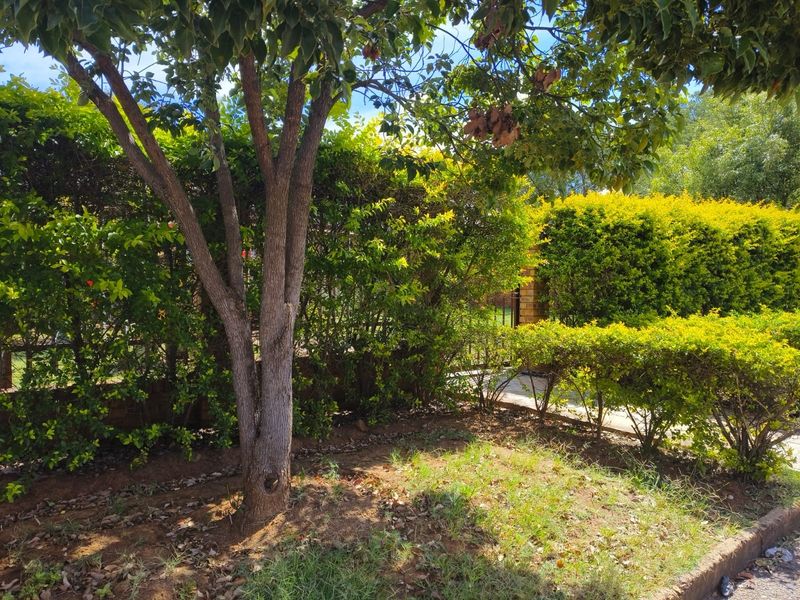 A well-established garden area featuring mature trees, dense privacy hedges, and a brick boundary wall.