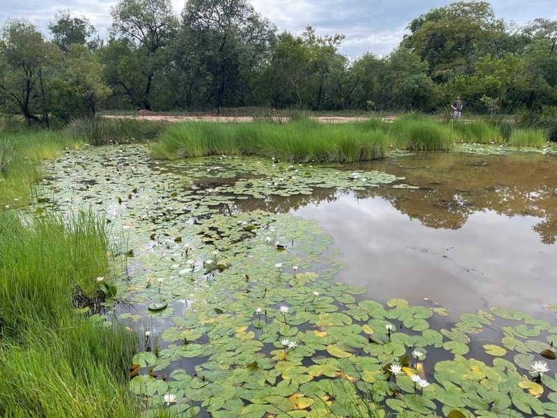 A natural pond feature on the residential land, surrounded by lush native grasses and water lilies, offering a serene landscape view.