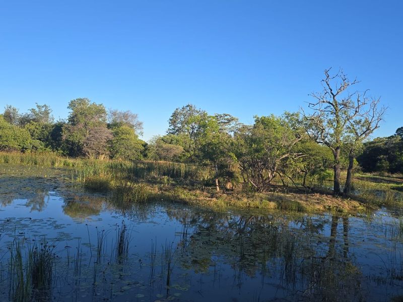 A scenic view of a natural pond surrounded by lush native vegetation and mature trees on the residential land.