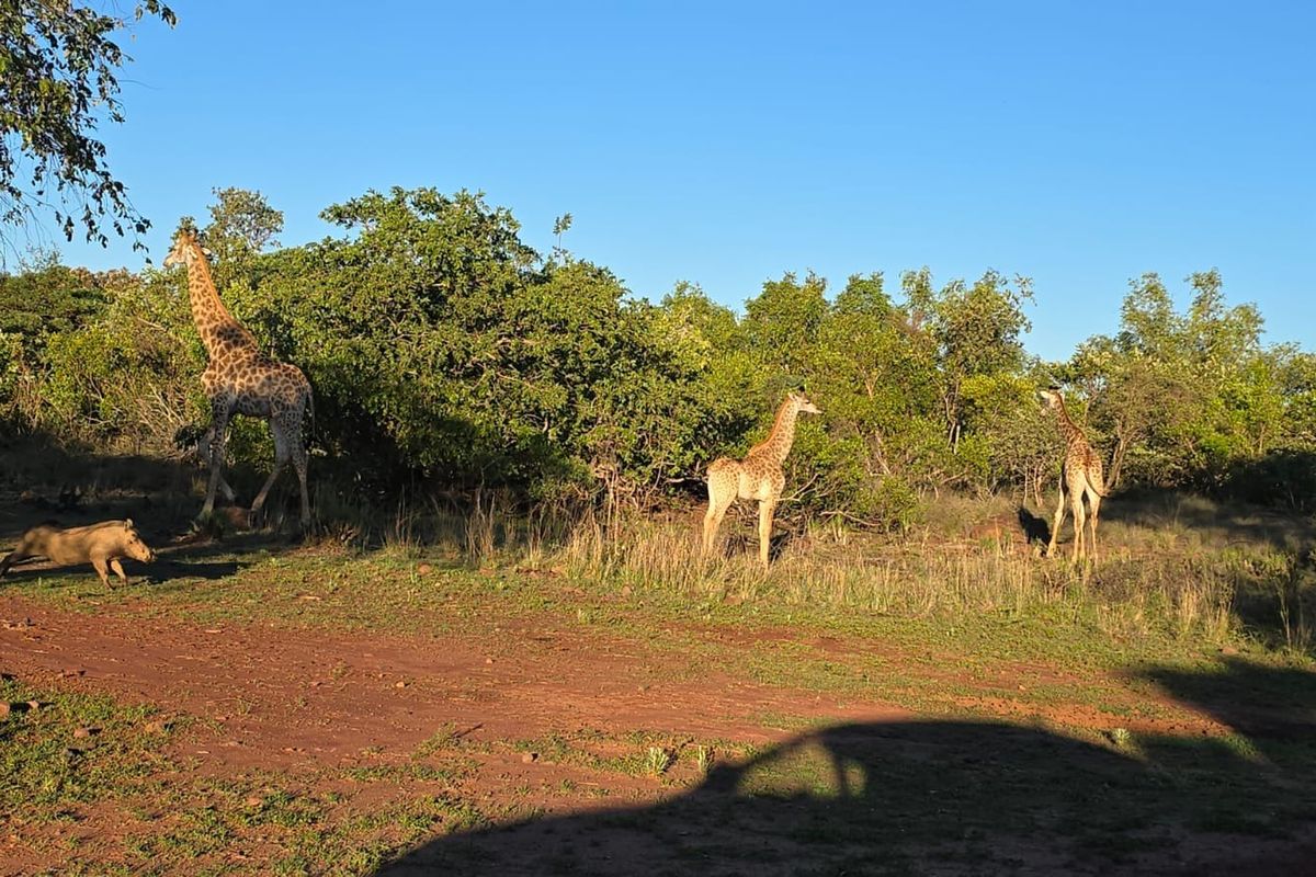 A natural landscape view of the vacant residential land featuring native trees, shrubs, and an unpaved access track.