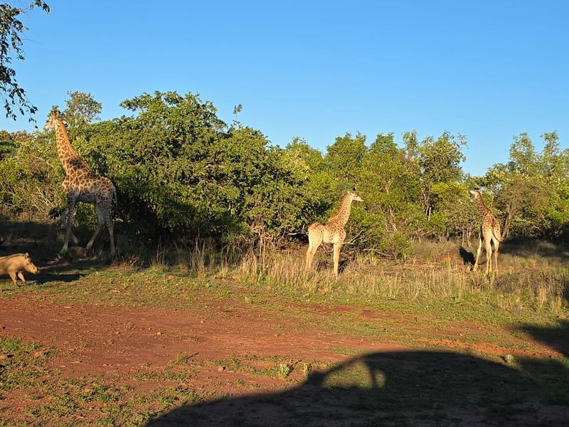 A natural landscape view of the vacant residential land featuring native trees, shrubs, and an unpaved access track.