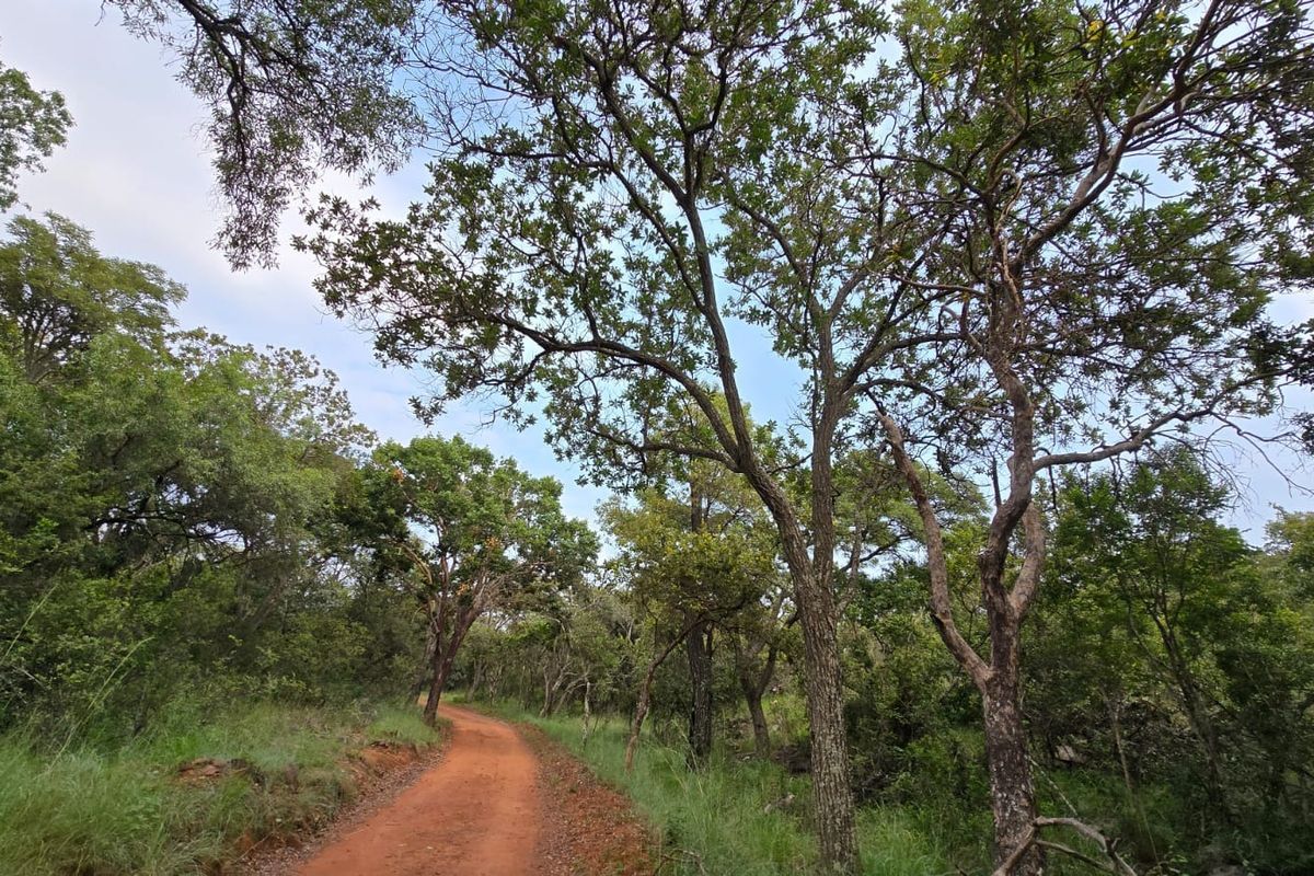 A scenic view of a dirt access road winding through a lush, wooded residential plot with mature indigenous trees and natural vegetation.