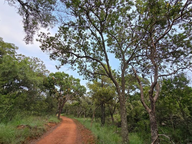 A scenic view of a dirt access road winding through a lush, wooded residential plot with mature indigenous trees and natural vegetation.