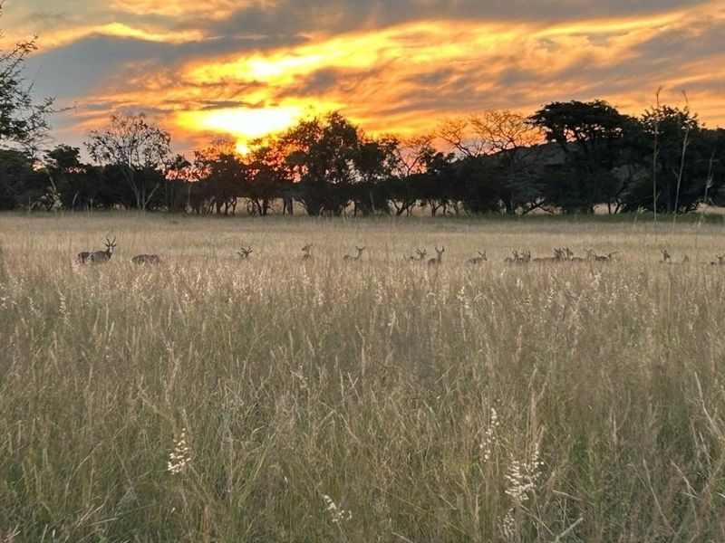 A scenic view of the vacant land featuring natural grassland and mature trees under a vibrant sunset sky.