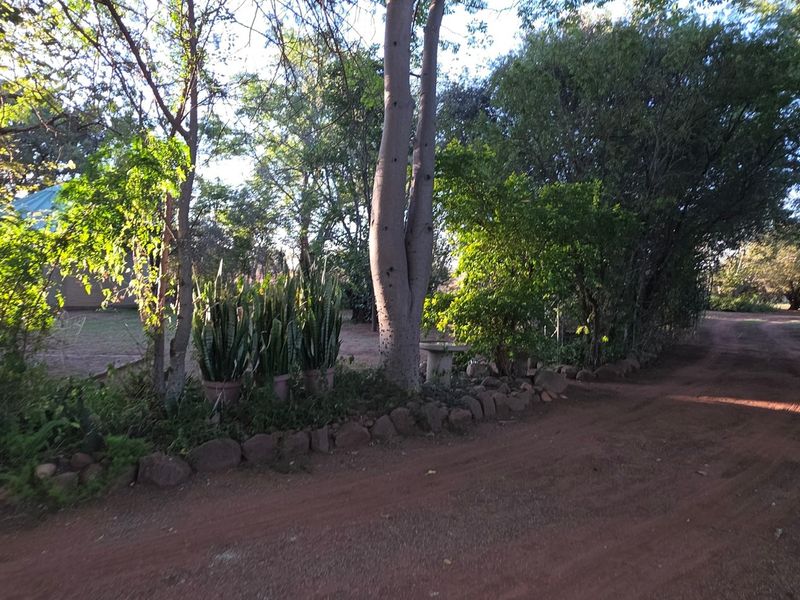 A view of a natural garden area featuring mature trees, a stone-edged garden bed, and a dirt driveway on the small holding.