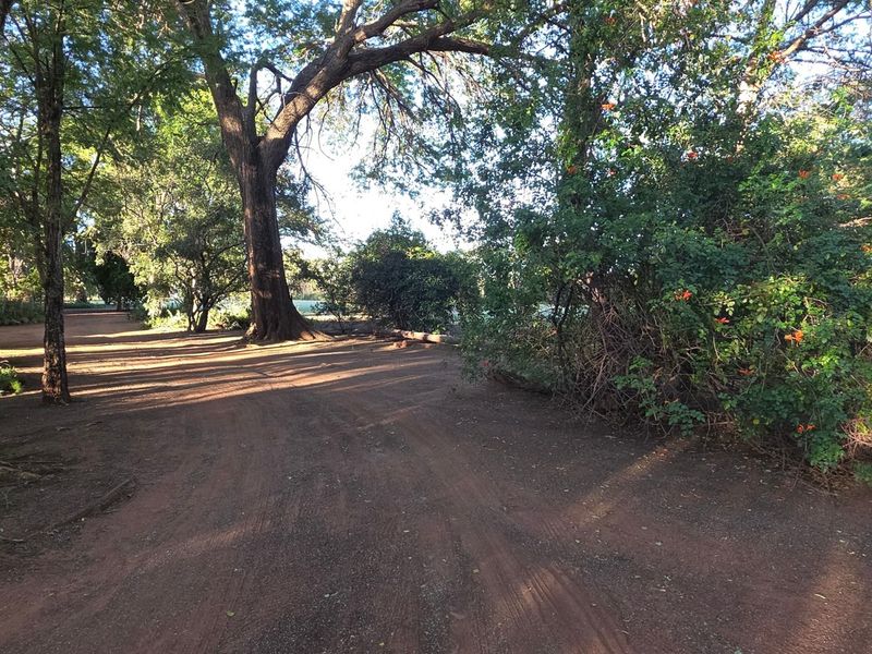 A natural, tree-lined garden area featuring a dirt driveway and established vegetation on a small holding property.