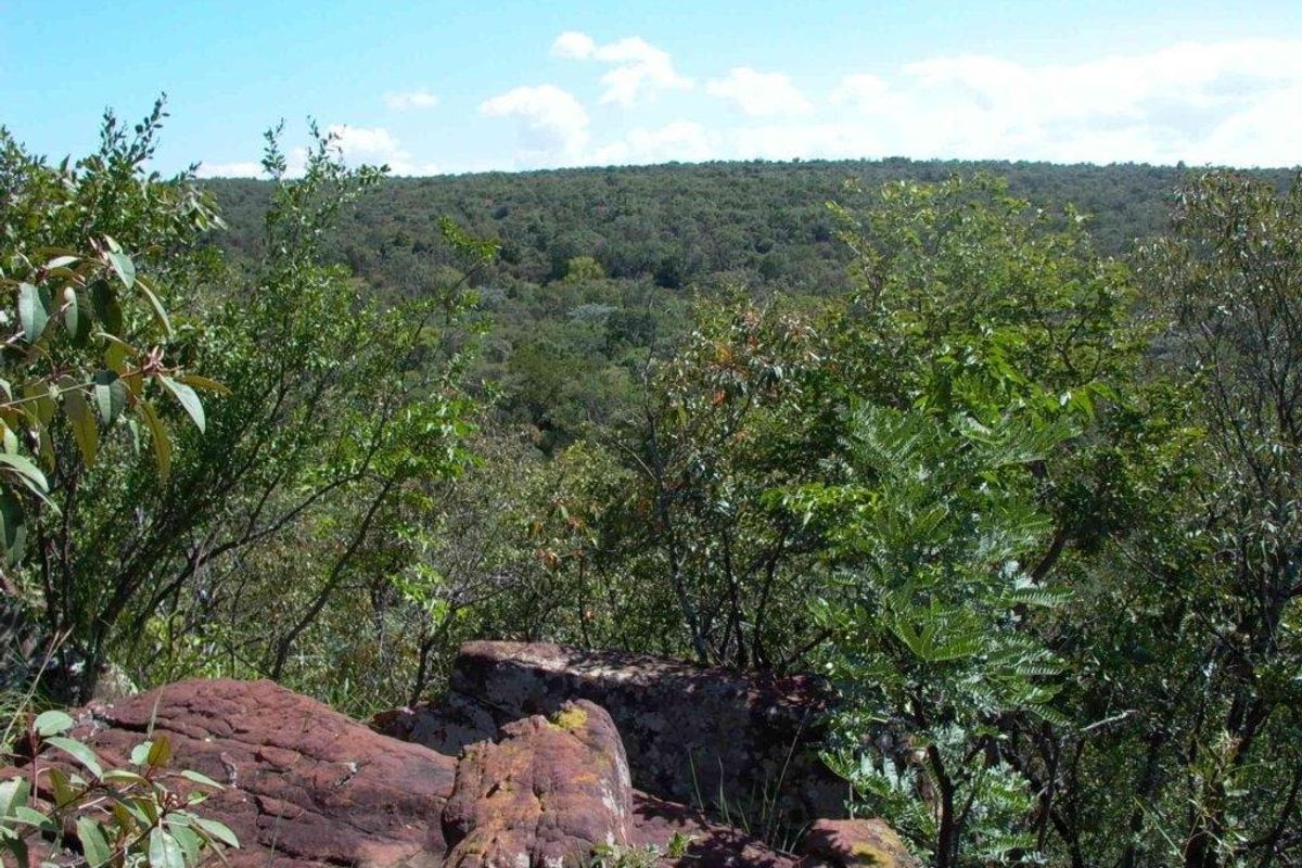 A scenic view overlooking a dense, natural forest landscape with prominent rock formations in the foreground.
