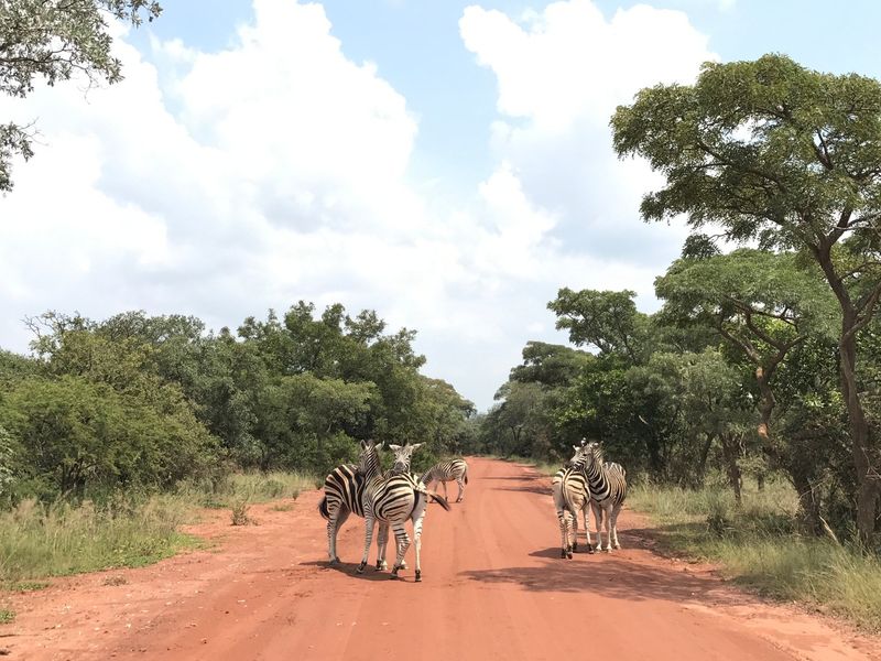 A view of a dirt road passing through a natural bushveld landscape with indigenous trees and wildlife.