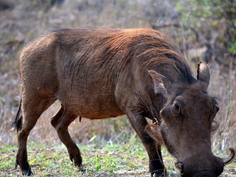 A photograph of a warthog in a natural outdoor setting, not depicting any residential property features or infrastructure.