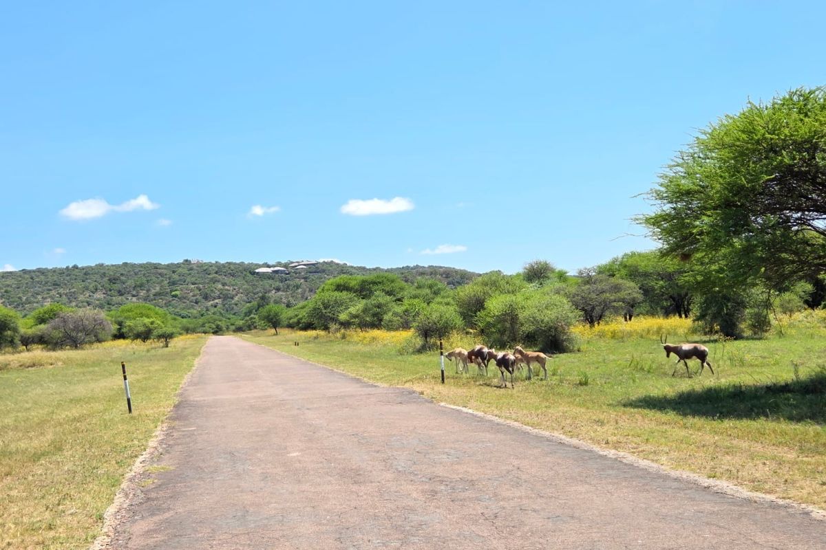 A view of a paved access road leading through a natural landscape with surrounding vegetation and wildlife.