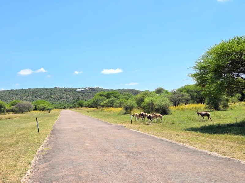 A view of a paved access road leading through a natural landscape with surrounding vegetation and wildlife.