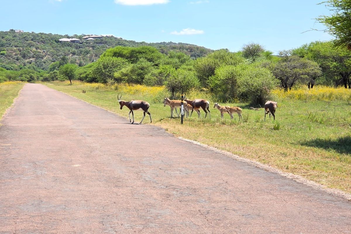 A view of an asphalt road passing through a natural landscape with native vegetation and wildlife.