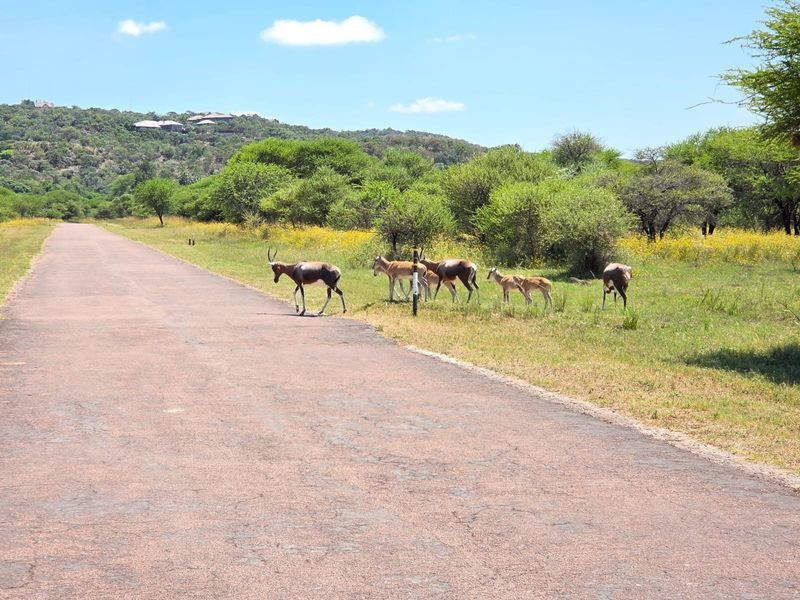 A view of an asphalt road passing through a natural landscape with native vegetation and wildlife.