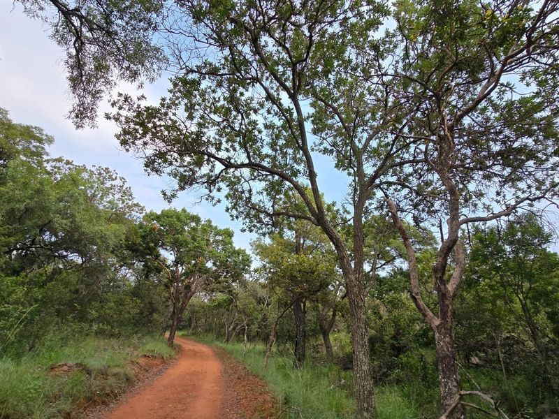 A scenic view of a dirt access road winding through a lush, wooded area with mature indigenous trees and natural vegetation.