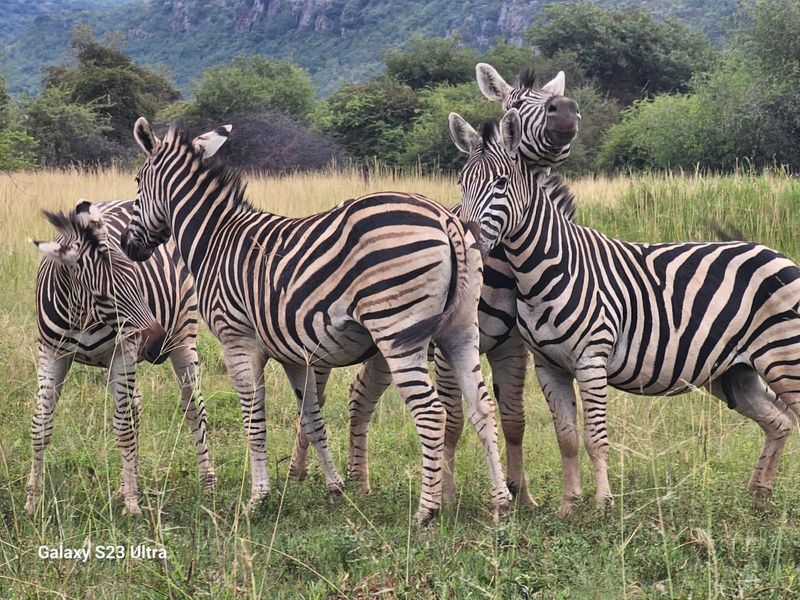 A photograph of zebras in a grassy field, which does not depict any residential property features or infrastructure.