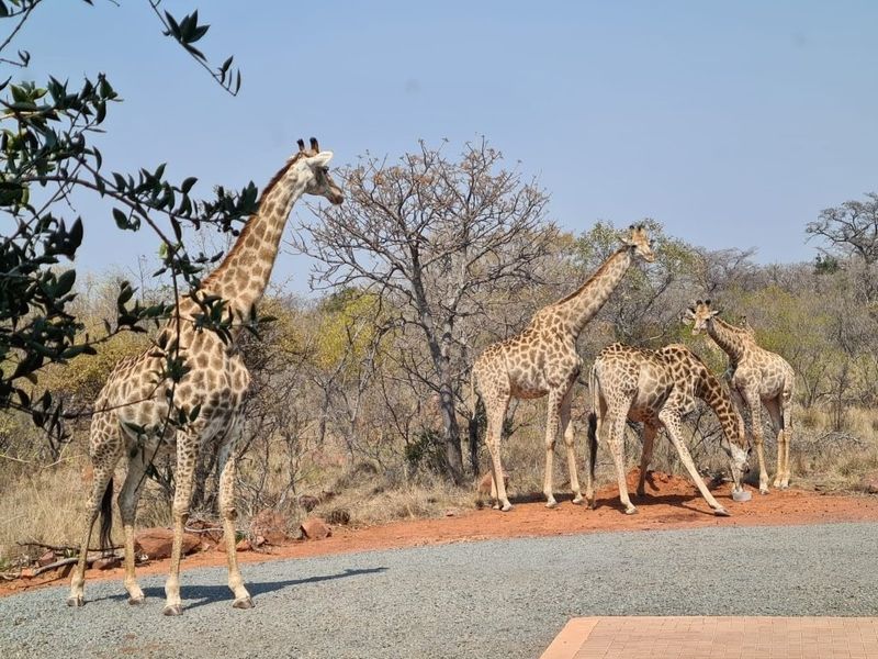 A scenic view of giraffes in a natural bushveld landscape, showcasing the property's wildlife and rural environment.