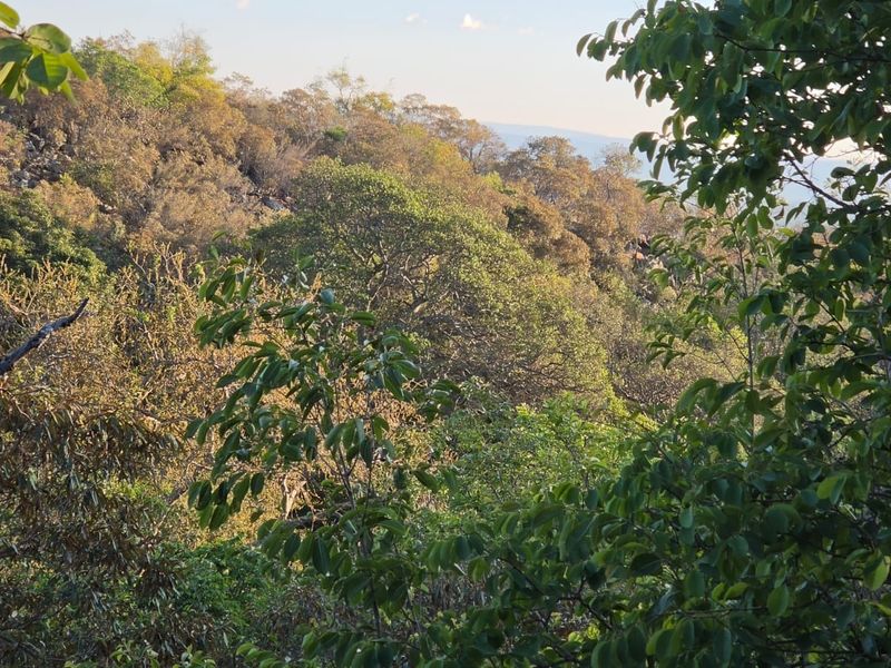 A scenic view of the natural landscape featuring dense native vegetation and sloped terrain, highlighting the property's natural surroundings.