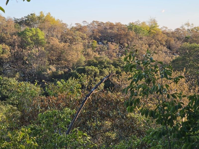 A scenic view of the natural landscape featuring dense native vegetation and trees on the residential property.