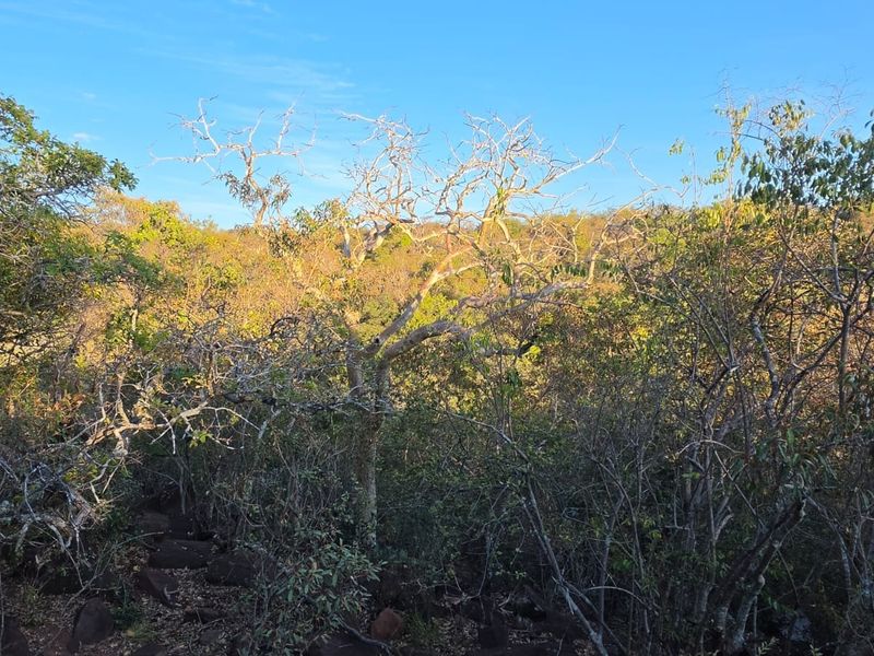 A view of the natural landscape featuring native trees, shrubs, and rocky terrain on the vacant residential property.