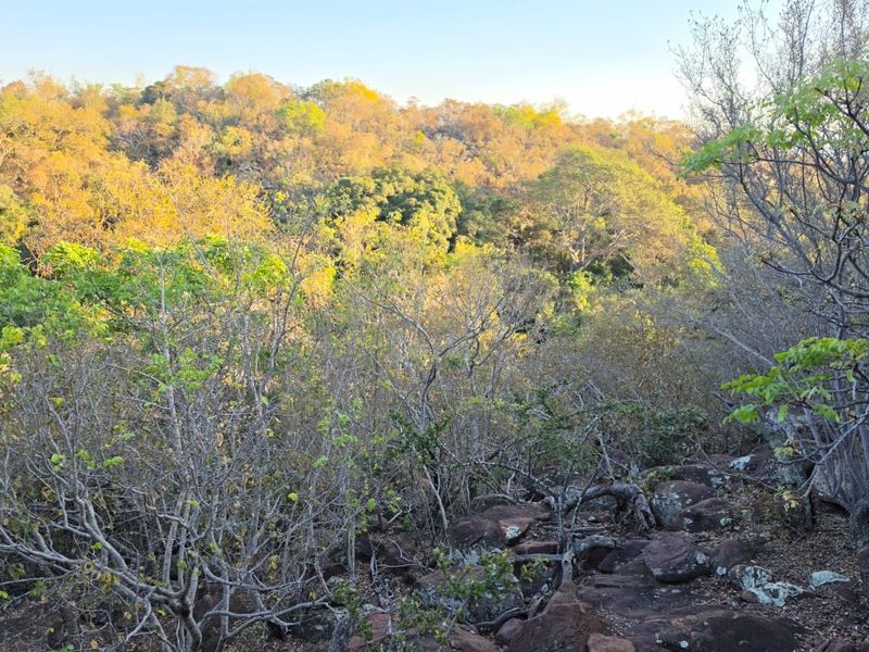 A scenic view of natural, undeveloped landscape featuring dense native vegetation and rocky terrain.