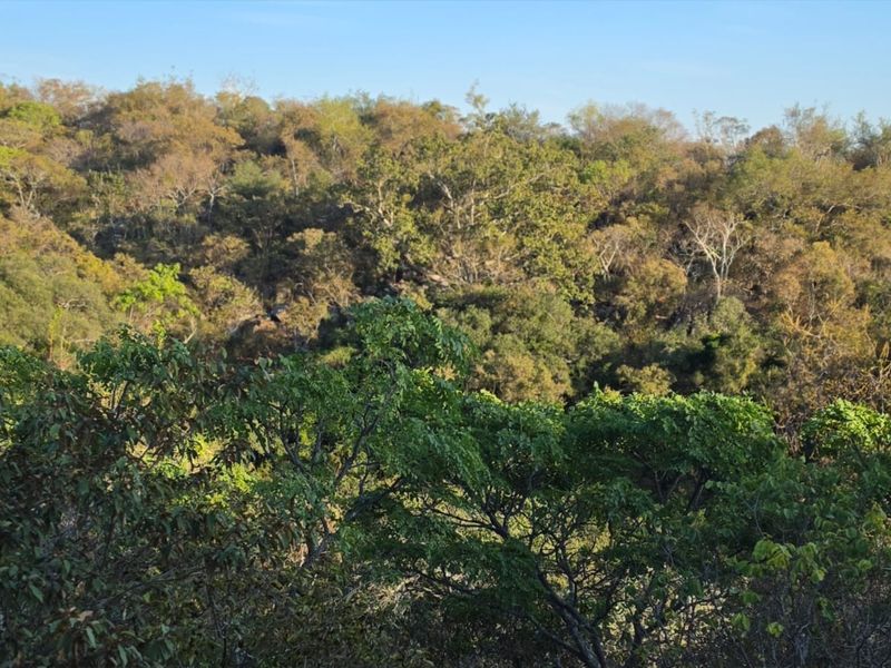 A scenic view of dense, natural woodland and native vegetation, showcasing the property's tranquil and green surroundings.