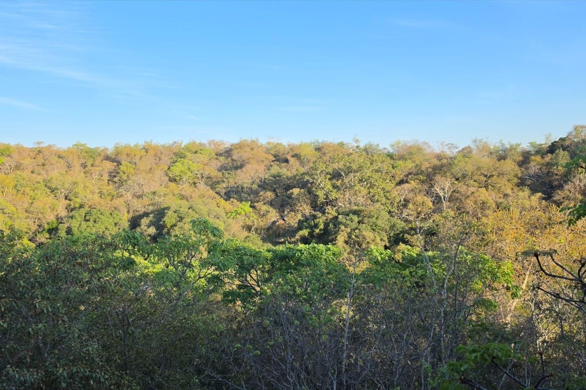 A scenic view of dense, natural woodland and native vegetation, showcasing the tranquil landscape of the property.