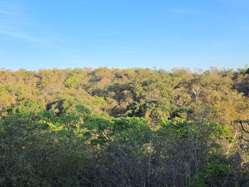 A scenic view of dense, natural woodland and native vegetation, showcasing the tranquil landscape of the property.