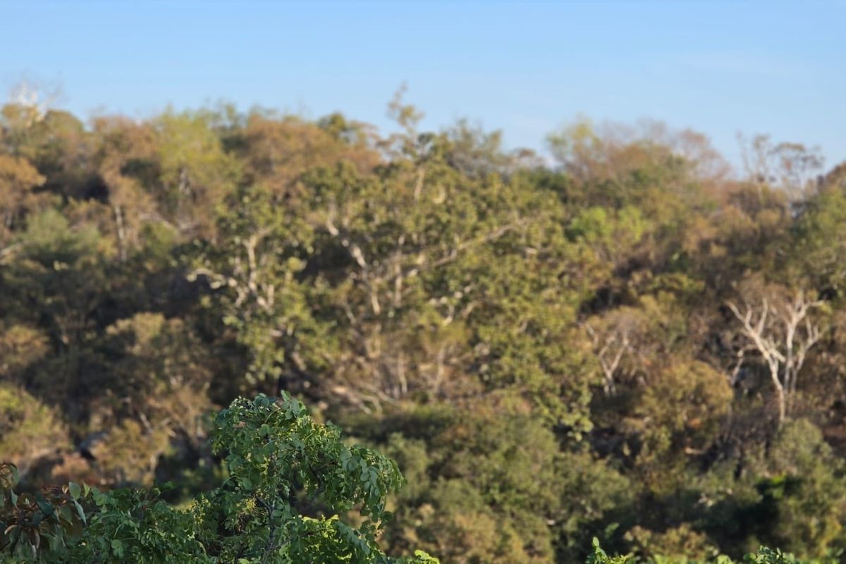 A scenic view of natural woodland and native vegetation, showcasing the landscape potential of the vacant residential land.