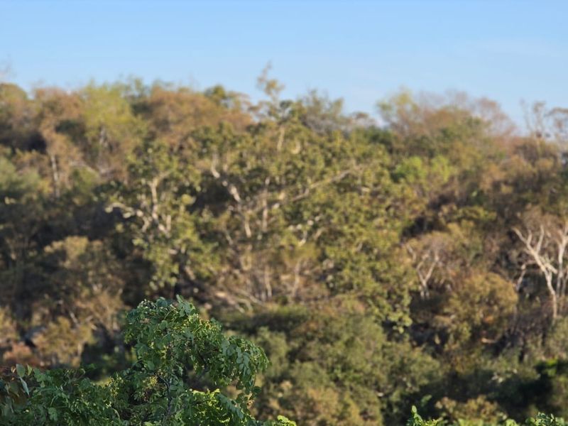 A scenic view of natural woodland and native vegetation, showcasing the landscape potential of the vacant residential land.