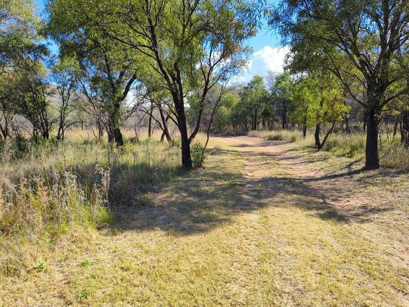 A view of a vacant residential plot featuring mature trees, natural vegetation, and an unpaved access track.