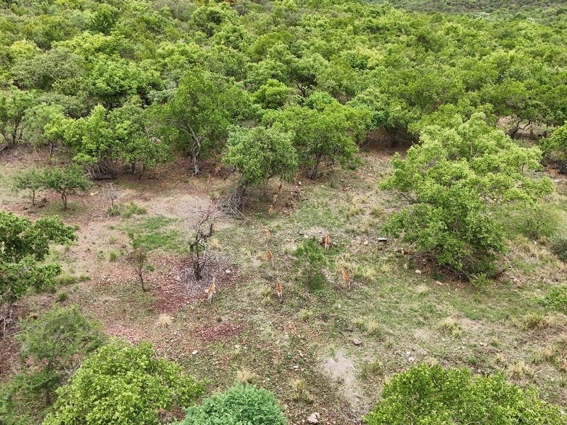 An aerial view of a vacant residential plot featuring natural woodland and native vegetation.