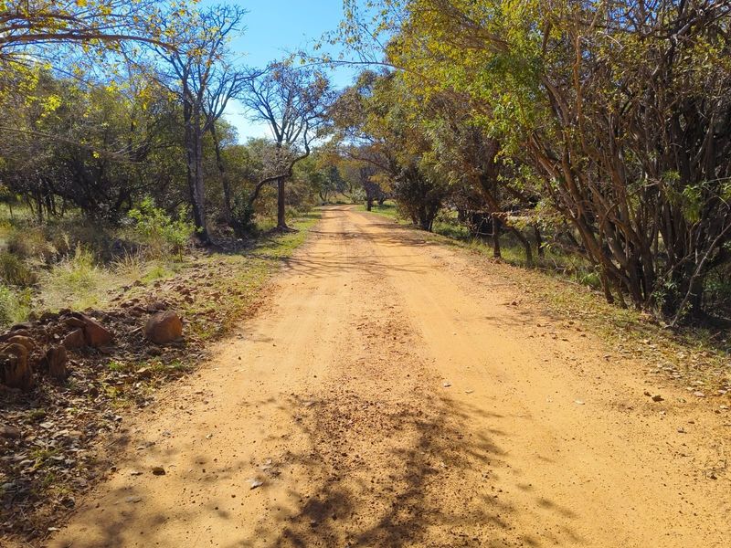 A view of an unpaved dirt road winding through a natural, tree-lined landscape on the residential property.