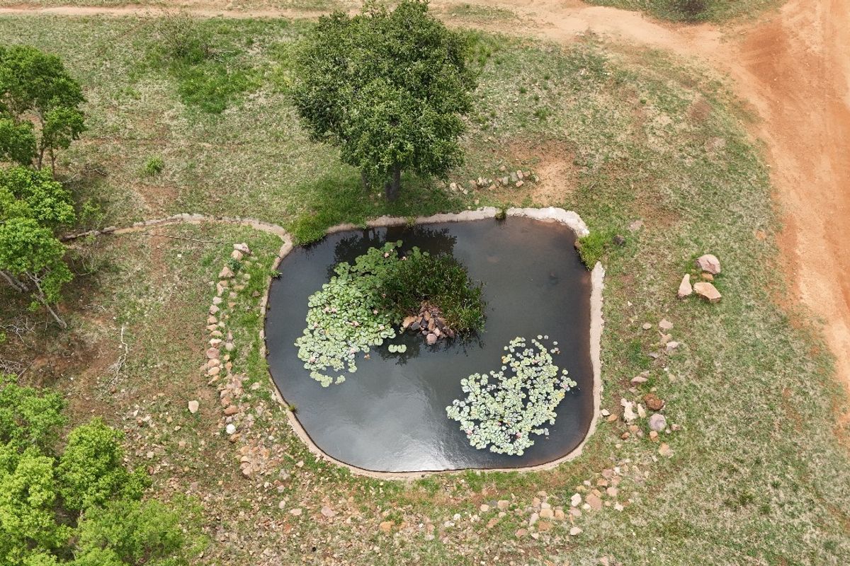 An aerial view of a natural pond with stone edging and water lilies, situated within a grassy landscape on the residential property.