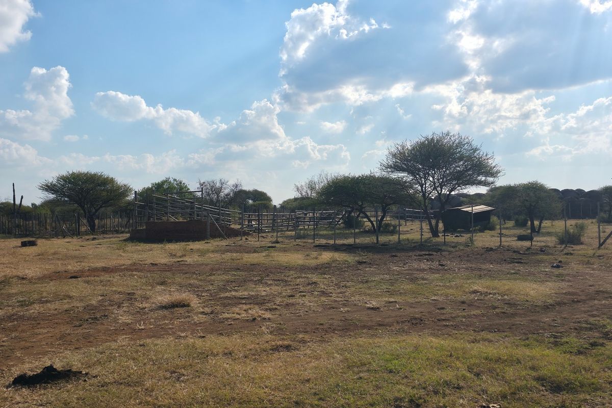 Expansive farm land featuring established livestock handling facilities, perimeter fencing, and mature trees under a clear sky.