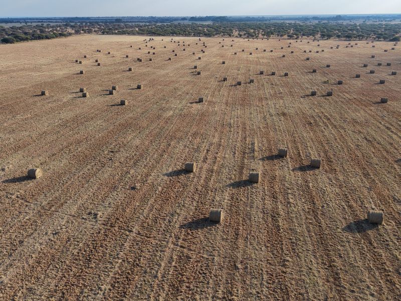 An aerial view of a large, harvested farm field featuring numerous round hay bales across the expansive landscape.