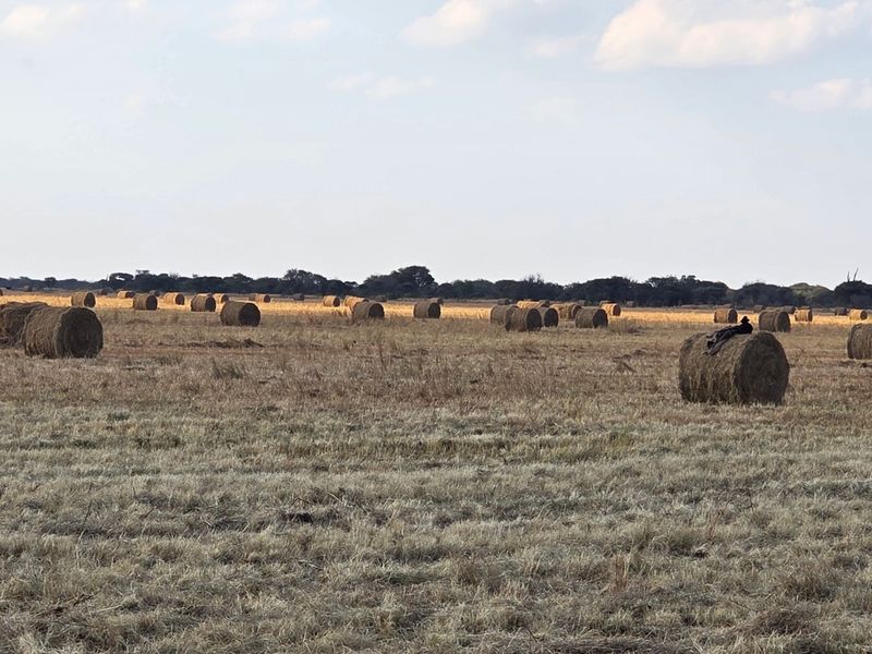 A wide-angle view of a large agricultural field featuring numerous hay bales across the landscape.